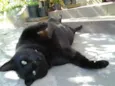 CÃES E GATOS