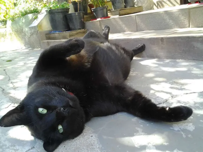 Cachorro ra a MESTIÇOS E SRD idade 2 anos nome CÃES E GATOS
