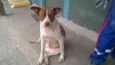 CÃES E GATOS
