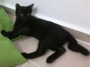 Gato raça nenhuma idade 2 a 6 meses nome Nzinga