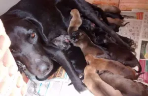 Cachorro raça Sem raça definida idade 3 anos nome Safira