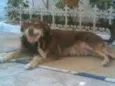 CÃES E GATOS