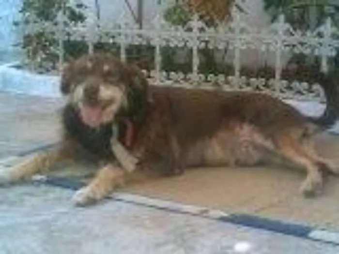 Cachorro ra a MESTIÇOS E SRD idade 2 anos nome CÃES E GATOS