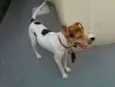 CÃES E GATOS