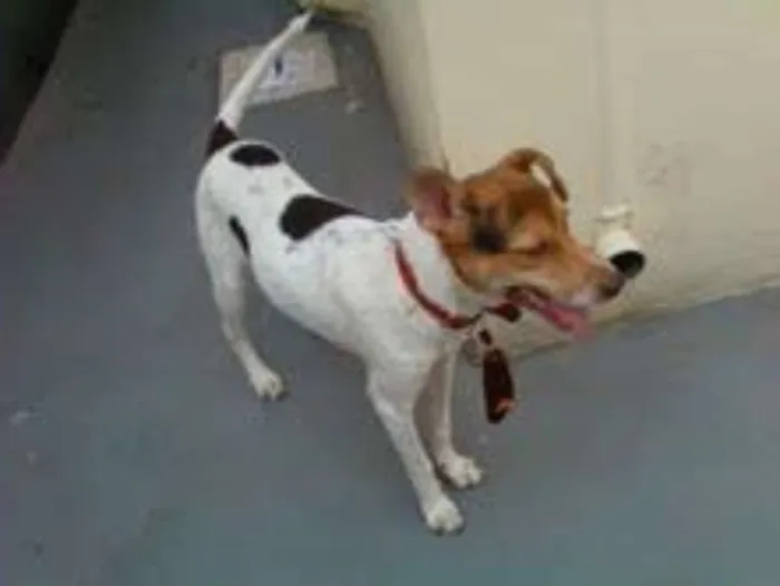 Cachorro ra a MESTIÇOS E SRD idade 2 anos nome CÃES E GATOS