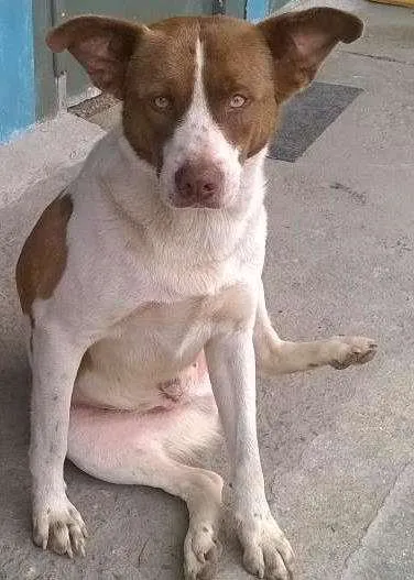 Cachorro ra a MESTIÇOS E SRD idade 2 anos nome CÃES E GATOS