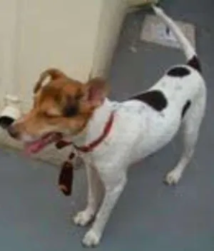 Cachorro raça MESTIÇOS E SRD idade 2 anos nome CÃES E GATOS