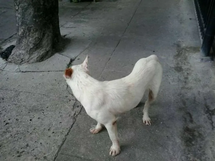 Cachorro ra a viralata c/pitbull idade 2 anos nome xuxinha