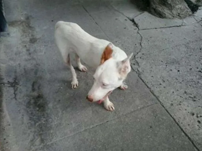 Cachorro ra a viralata c/pitbull idade 2 anos nome xuxinha