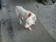 xuxinha