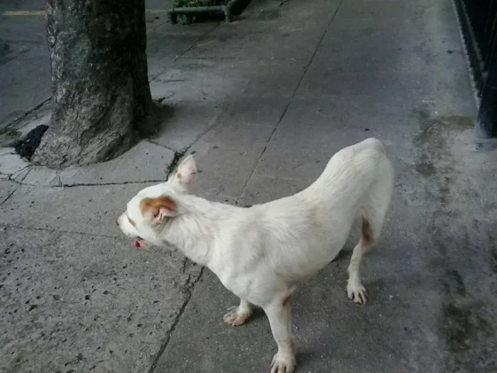 Cachorro ra a viralata c/pitbull idade 2 anos nome xuxinha