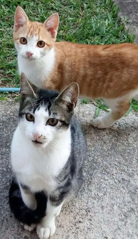 Gato ra a não sei idade 2 a 6 meses nome sem nome