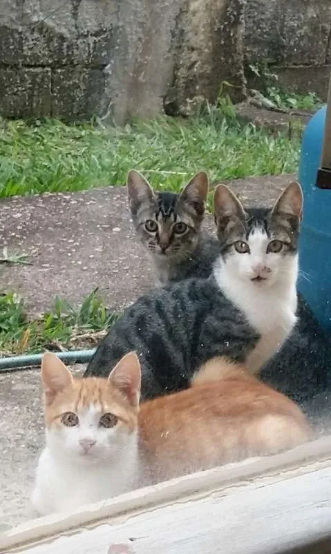Gato ra a não sei idade 2 a 6 meses nome sem nome