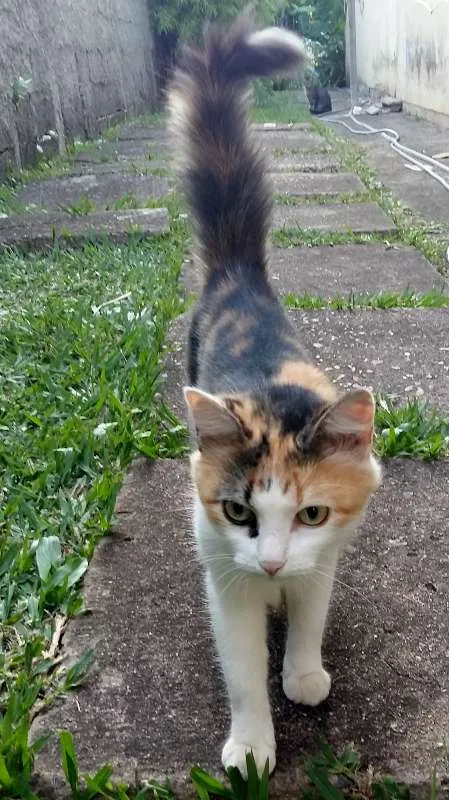 Gato ra a não sei idade 2 a 6 meses nome sem nome