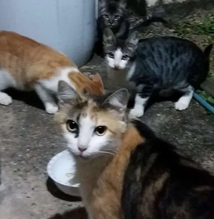 Gato ra a não sei idade 2 a 6 meses nome sem nome