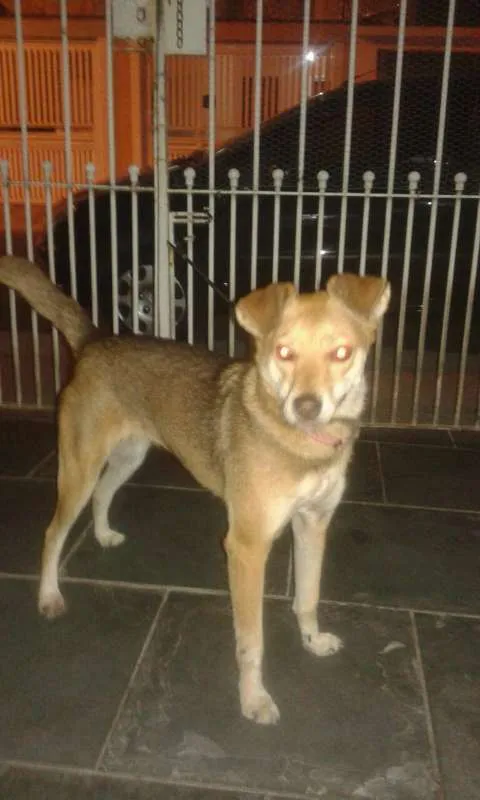 Cachorro ra a SRD idade 1 ano nome Dom