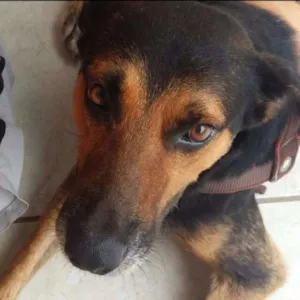 Cachorro raça SRD idade 6 ou mais anos nome Joaquim