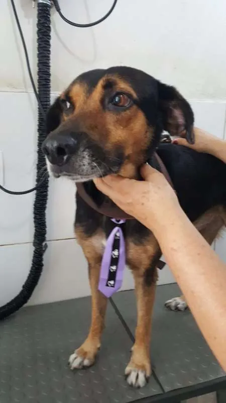 Cachorro raça SRD idade 6 ou mais anos nome Joaquim