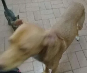 Cachorro raça Pittbull idade Abaixo de 2 meses nome Boby