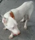 xuxinha