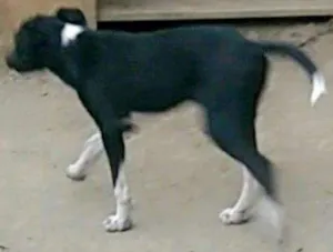 Cachorro raça Bianchini boder collie idade 2 a 6 meses nome Pretinha
