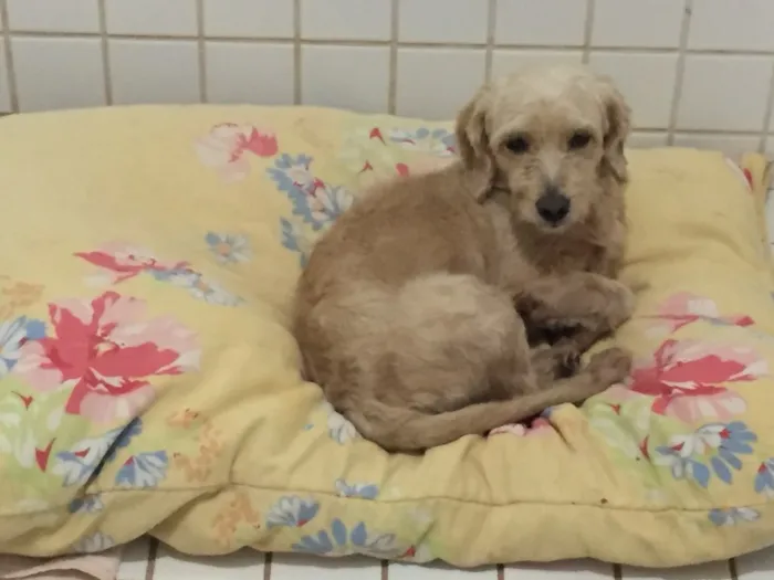 Cachorro ra a Não sei  idade 1 ano nome Não sei 