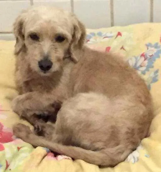 Cachorro ra a Não sei  idade 1 ano nome Não sei 