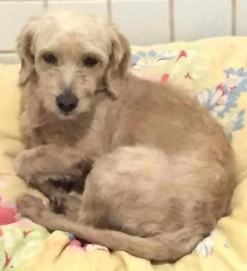 Cachorro ra a Não sei  idade 1 ano nome Sem nome 