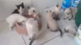 docinhos