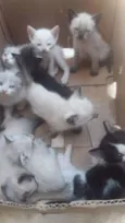 docinhos