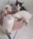 docinhos