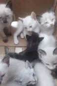 docinhos