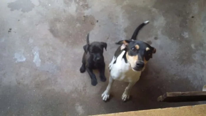 Cachorro ra a fox paulistinha com vira lata.e labrador com vira lata idade 2 a 6 meses nome dara e boby