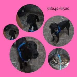 Cachorro raça SRD idade 2 anos nome NEGO