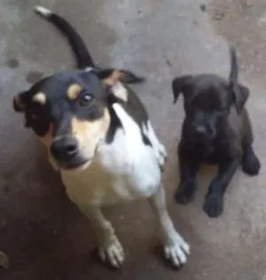 Cachorro raça fox paulistinha com vira lata.e labrador com vira lata idade 2 a 6 meses nome dara e boby