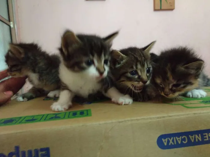 Gato ra a Não sei  idade 2 a 6 meses nome Trinity