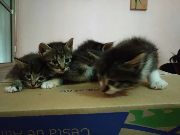 Gato ra a Não sei  idade 2 a 6 meses nome Trinity