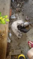 Pipoca