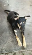 Estrela