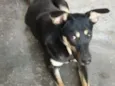 Estrela