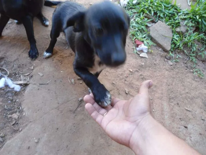 Cachorro ra a Vira lata idade 7 a 11 meses nome Fiona