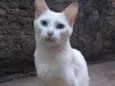 Julieta