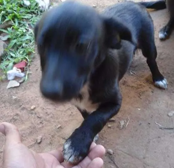 Cachorro ra a Vira lata idade 7 a 11 meses nome Fiona