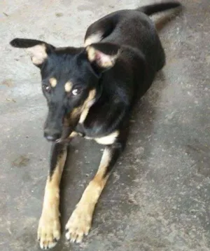 Cachorro raça Vira lata + pastor alemão idade 7 a 11 meses nome Estrela