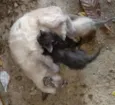 Pipoca