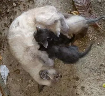 Gato ra a Persa mista idade 7 a 11 meses nome Pipoca