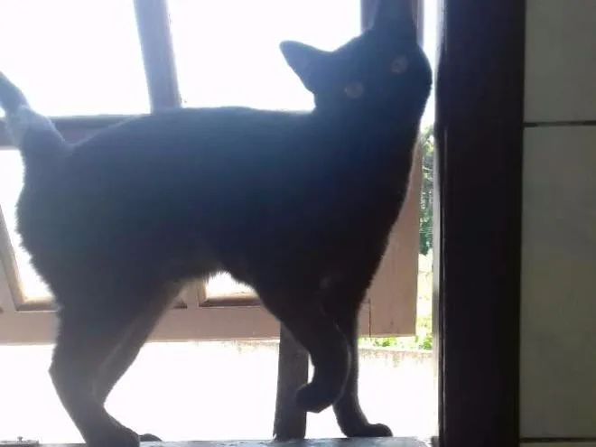 Gato ra a Srd idade 7 a 11 meses nome Damy e Maia