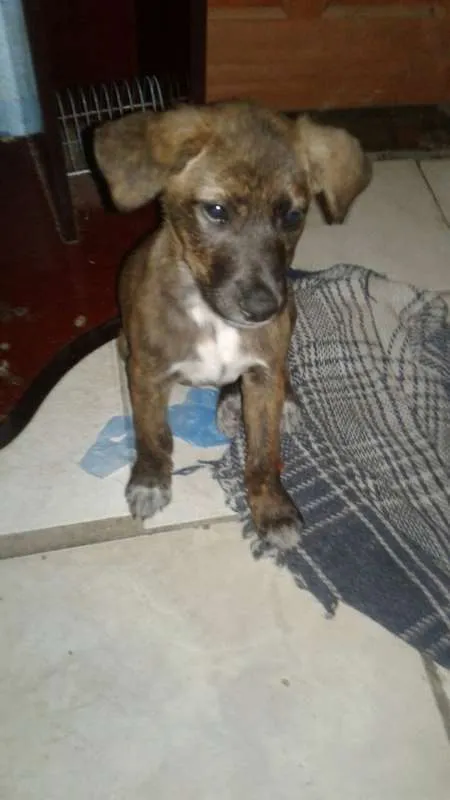 Cachorro ra a SDR idade 2 a 6 meses nome TECA