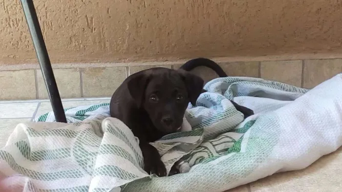 Cachorro ra a SRD idade Abaixo de 2 meses nome "sem nomes"