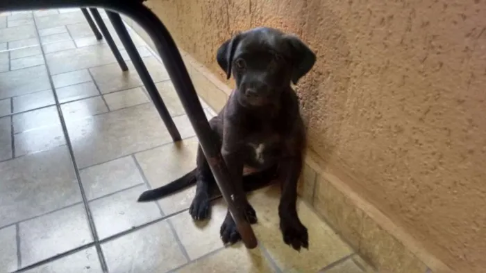 Cachorro ra a SRD idade Abaixo de 2 meses nome "sem nomes"